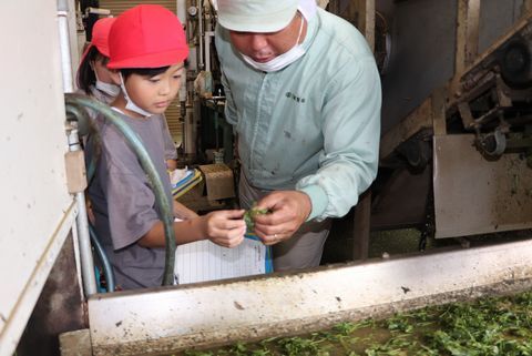 加工途中のお茶の感触を確かめる児童