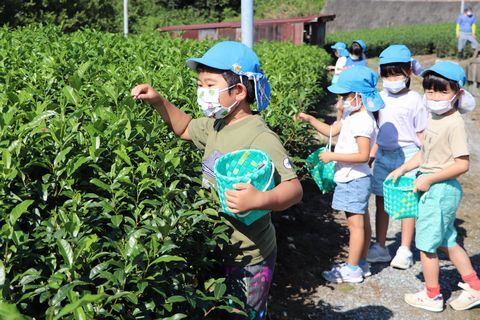 楽しそうにお茶を摘む園児