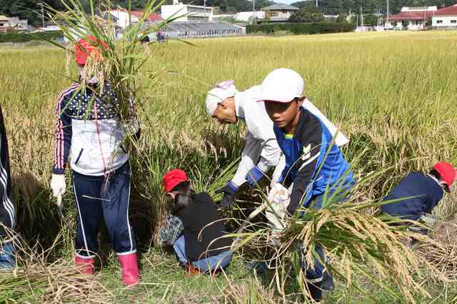 刈り取った稲をそろえて並べる児童