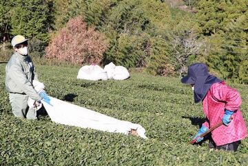 刈り取った草を茶園に敷くのを手伝う新入社員