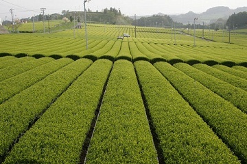 緑が美しい、広大な茶畑の様子