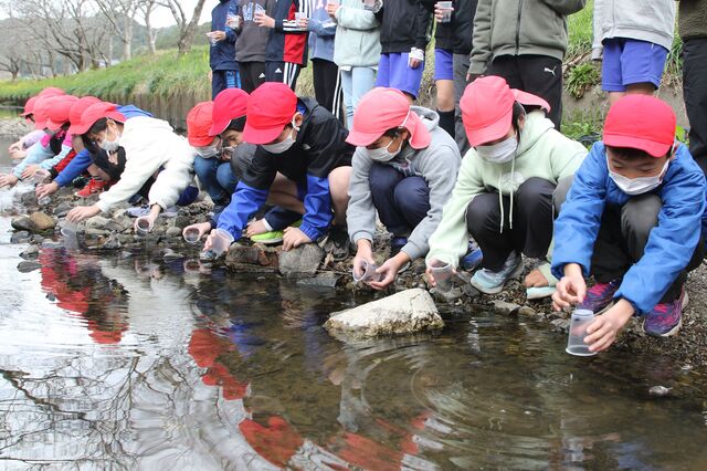 川に蛍の幼虫を放流する児童