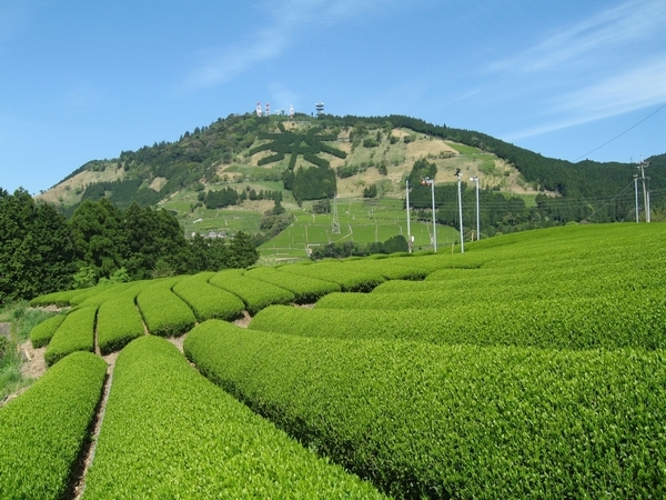 お茶畑と山の風景