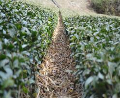 干した茶草を茶畑に投入した様子