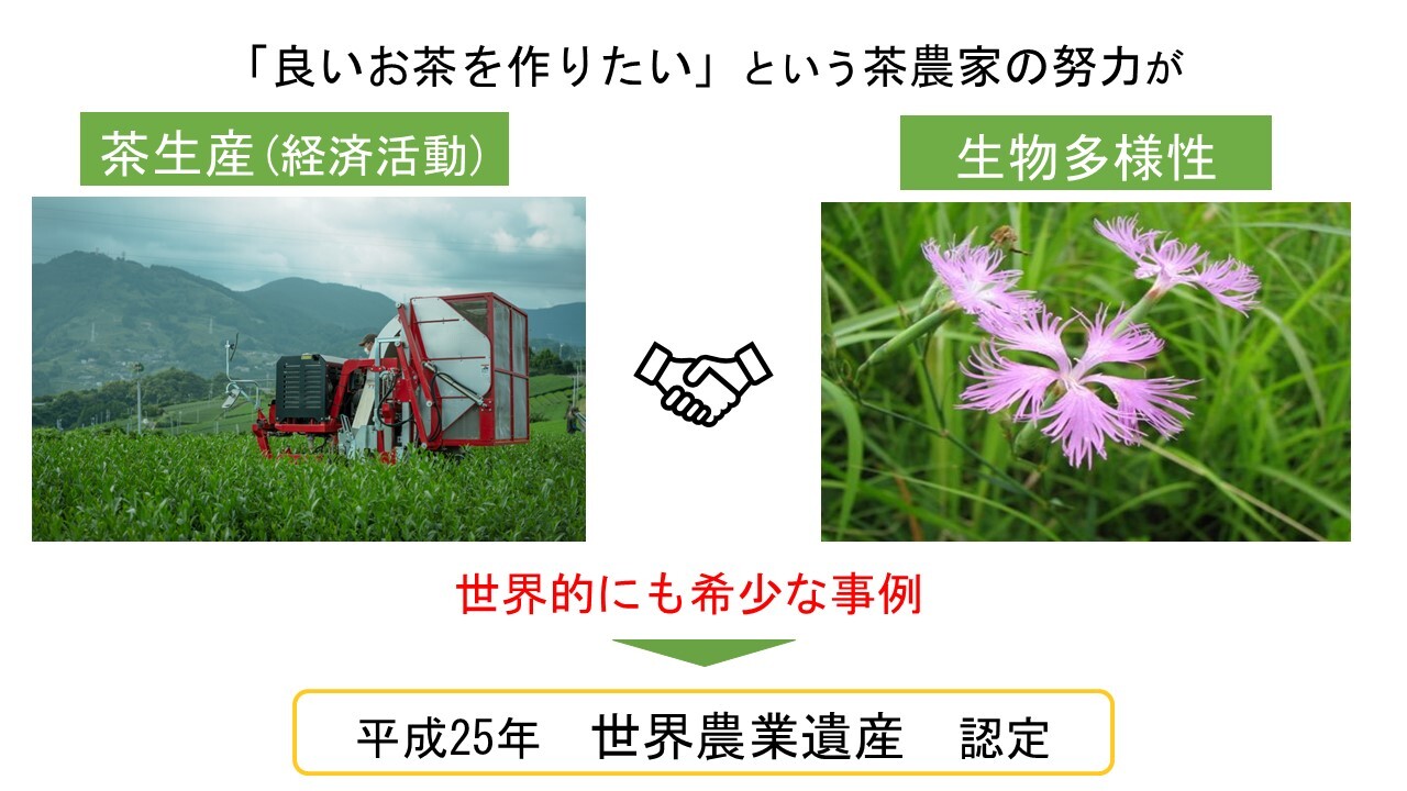 茶生産×生物多様性(1).jpg