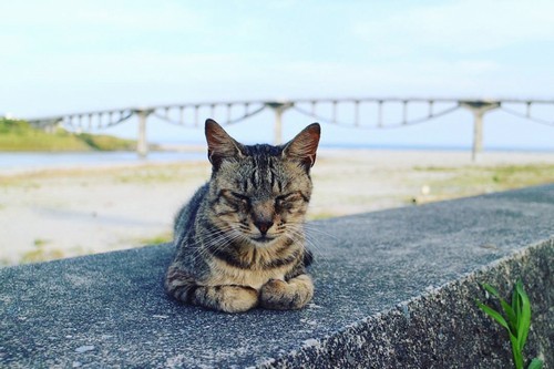 猫が手前に奥にはユニークな橋と遠州灘