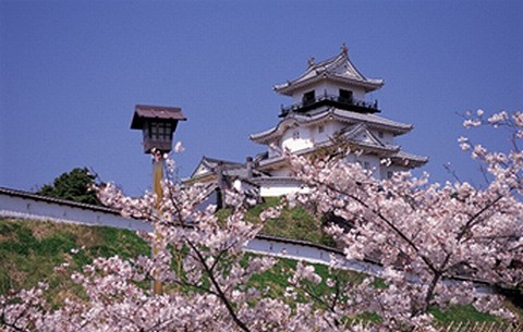 満開の桜の奥に掛川城がある