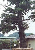 垂木の大スギ