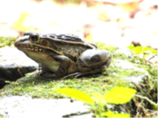 トノサマガエル.png