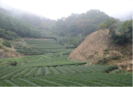 茶草場2013.png