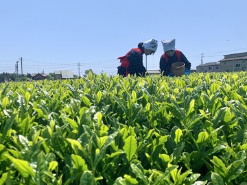 昨年の様子（茶つみ体験）