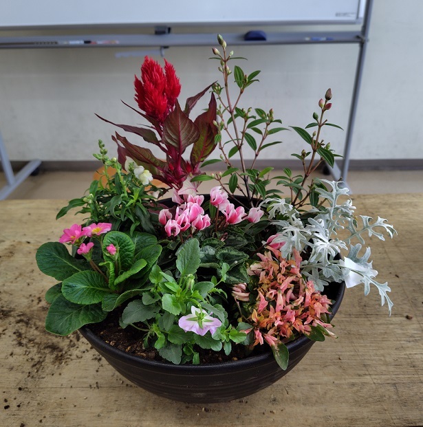 寄せ植え写真.jpg