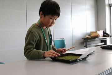 お茶の種類あて競技の様子