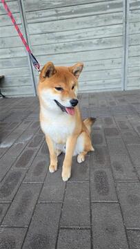 メディア (JPG 58KB)