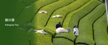 掛川茶