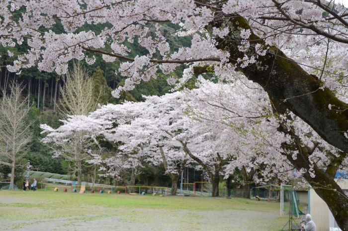 さくら咲く学校.jpg