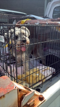迷い犬2 (JPG 914KB)