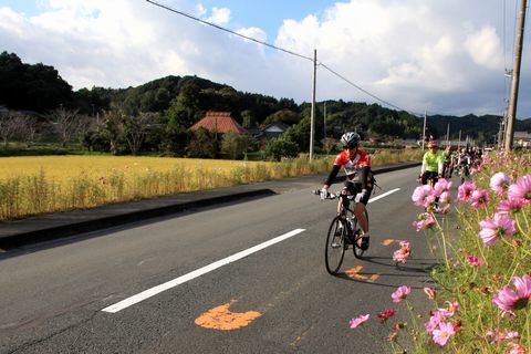 遠州路を走るサイクリストと道沿いに咲くコスモスの写真