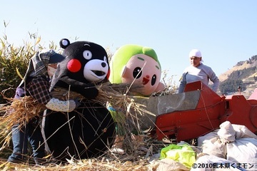 ススキやササの茶草を裁断し、畝の間に敷く作業を体験をするご当地キャラクターのくまモンときんじろうくん