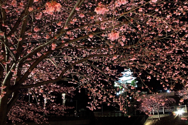 夜間ライトアップ時の掛川桜と掛川城の写真