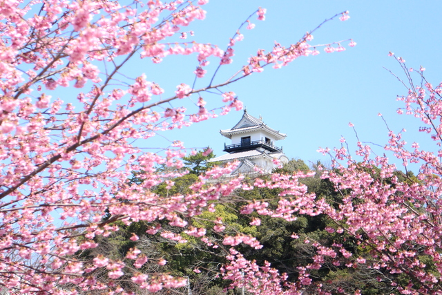 青空の中の掛川桜と掛川城の写真