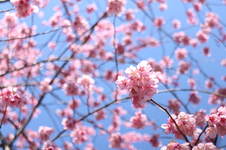 青空に咲く掛川桜の写真
