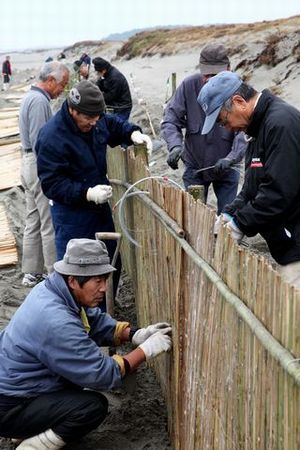 砂浜保全のため、竹すのこで垣根を作る沖之須区の役員らの写真