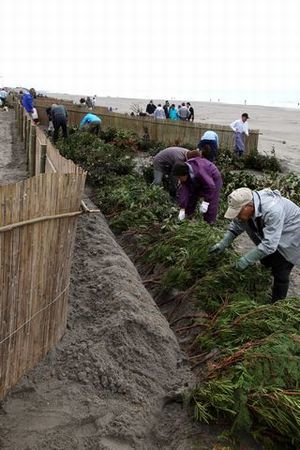 竹垣が倒れないように粗朶（そだ）を設置している浜区住民らの写真