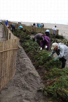 竹垣が倒れないように粗朶（そだ）を設置している浜区住民らの写真
