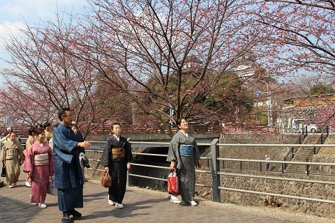 三分咲きの桜を眺める着物姿の来場者達