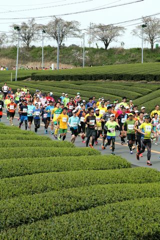 茶畑の中を駆け抜ける大勢のランナーたち