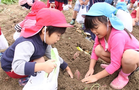 協力して芋を掘る園児たち