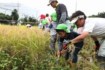 地域の大人たちと稲を刈り取る園児たち