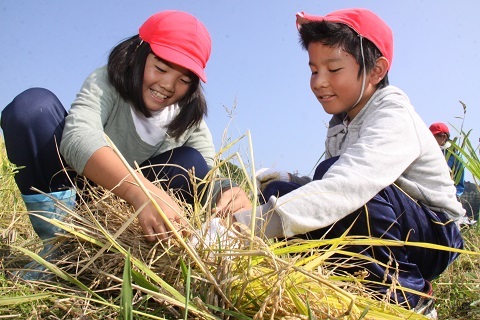 刈り終えた稲を束ねる赤い帽子を被った男児と女児