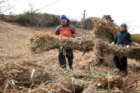 急傾斜地で刈り干しされた茶草の塊を運ぶ参加者