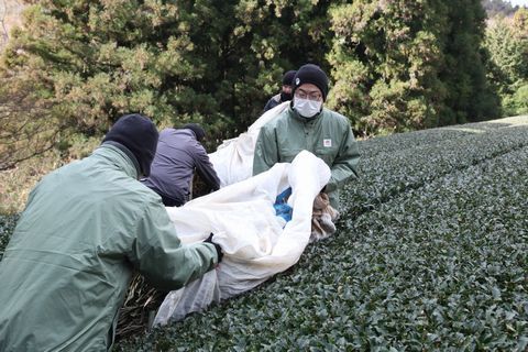 二人一組になって茶園の畝間に茶草を敷く参加者と地元農家
