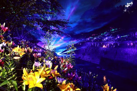 逆川堤防沿いに咲くユリの花にレーザー光線を融合させた幻想的なショーの様子