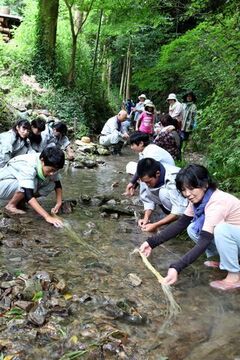 きれいな川の流れの中で、参加者らがしゃがんで葛のぬめりを取り除いている様子。