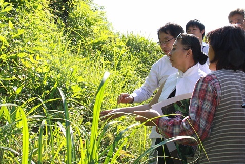 東山地区の茶畑を視察する張知事の様子