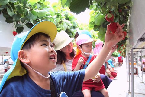 いちご狩りをする横須賀幼稚園園児