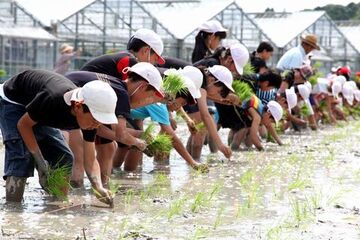 横一列に並んで苗を植える児童