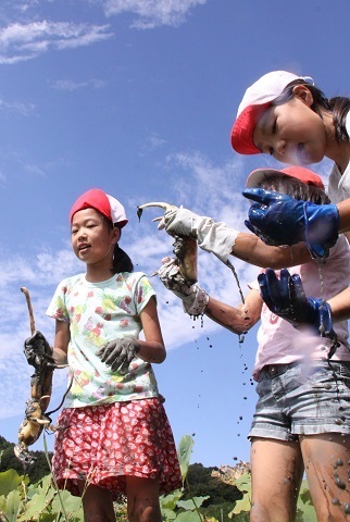 レンコンを堀り上げた手から泥が飛び散る女子児童や手にレンコンをしっかり持っている女の子の写真