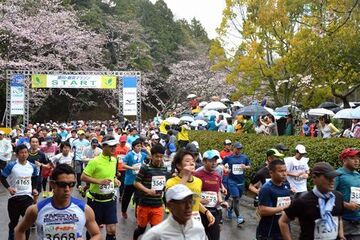 桜が咲いている雨の中、一斉にスタートするランナーたち。