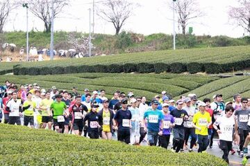 ゼッケンを付け雨の中、茶畑の間を走り抜けるランナーたち