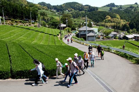 茶園沿いを元気よく歩く参加者ら