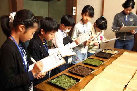 トレイに入った数種類の茶葉を見ながら、筆記クイズの用紙に書き込んでいる