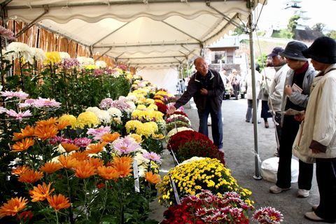 テントの下いっぱいに並べられた菊の花を見ながら、花の会メンバーから説明を聞く愛好家ら