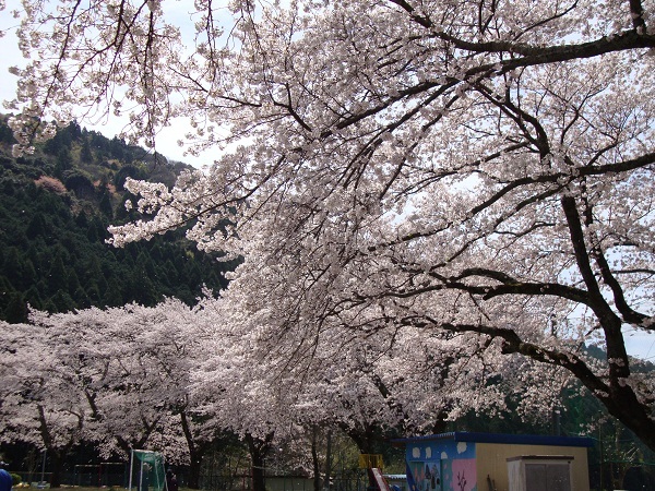 旧掛川市立原泉小学校の跡地の満開の桜の木の写真