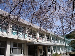 さくら咲く学校と満開の桜の木