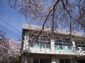 さくら咲く学校と満開の桜の木